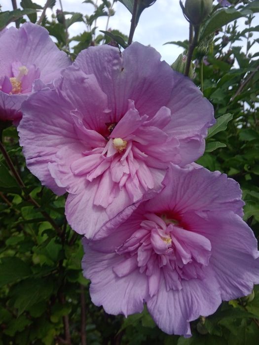 Супер деревовидні квіти