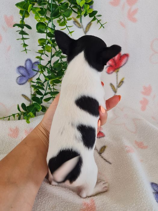 Excelente mini menina Chihuahua/Chiuaua Linhagem Russa de Qualidade