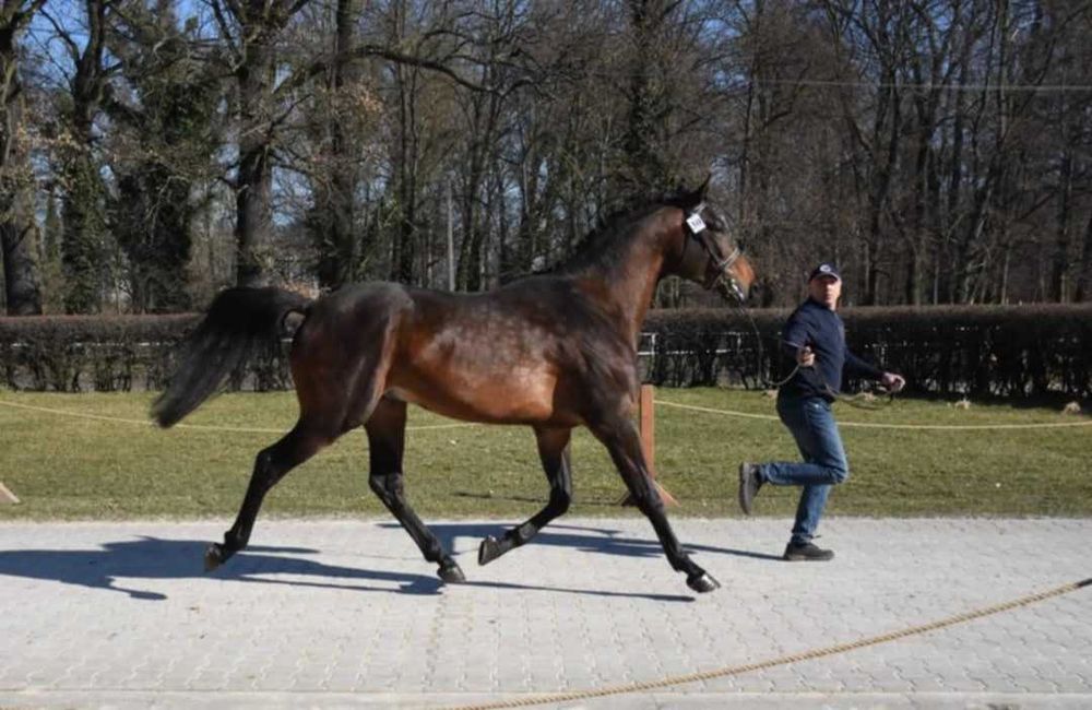OGIER Małopolski z licencją
