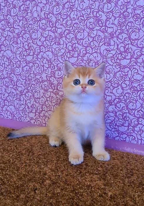 Идеальная шотландочка золотая шиншилла