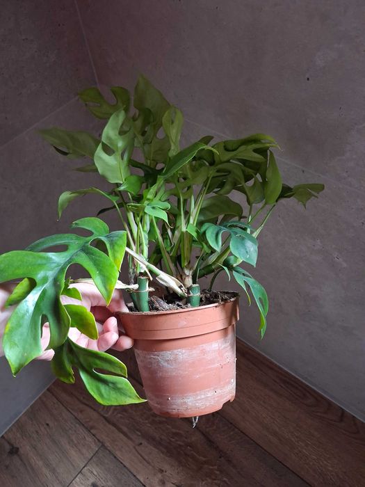 Monstera ''Minima'' Rhaphidophora tetrasperma