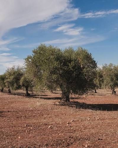 Oliveiras Galegas Tradicionais +60 Anos | Alentejo