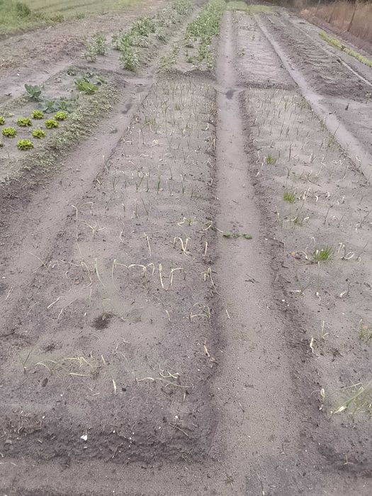 Construção e manutenção de jardins