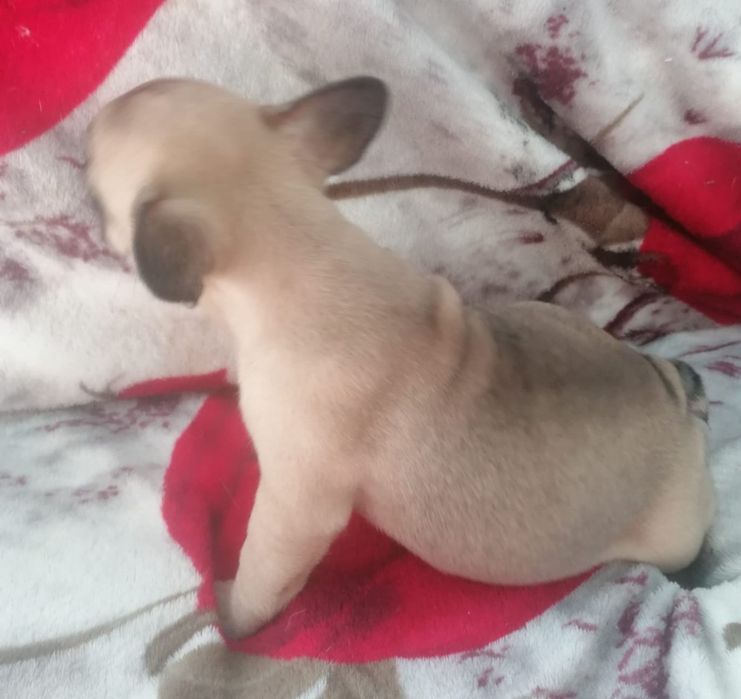 Bulldog francês faune  Miniatura
