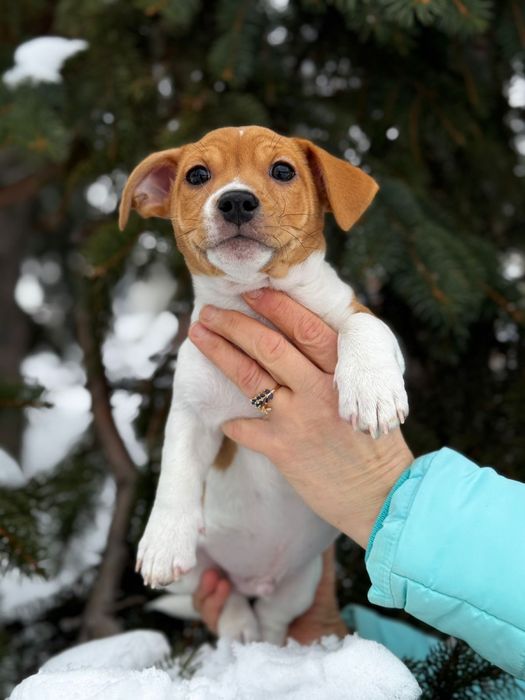 Хлопчик Джек Рассел