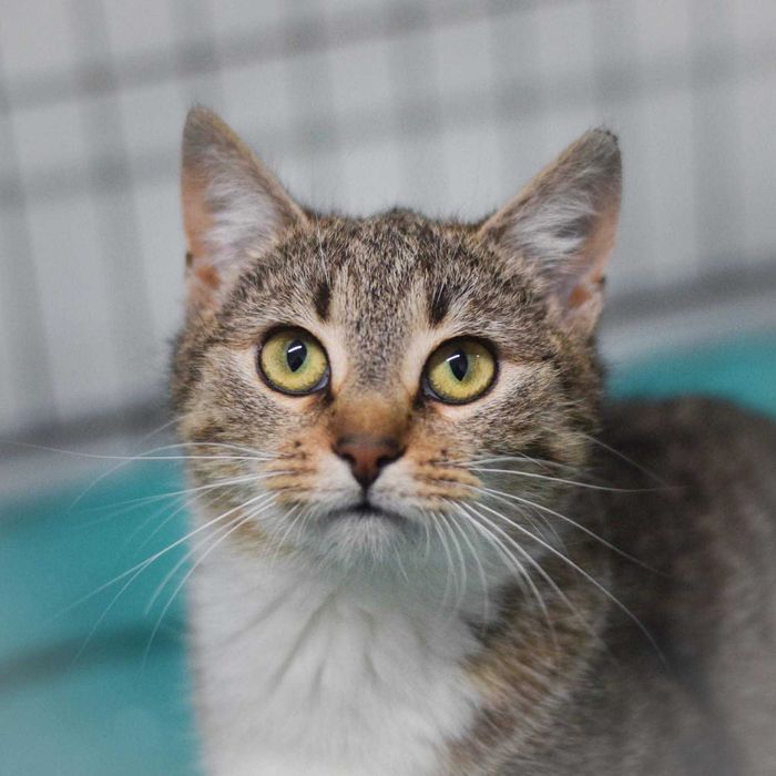 Młodziutka Złociutka szuka domu