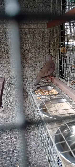 Rolas criadas em cativeiro