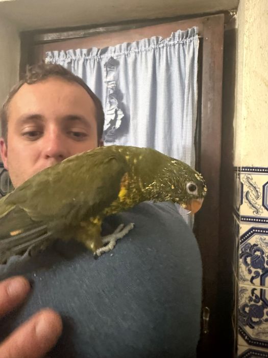 Loris chlorolepidotus