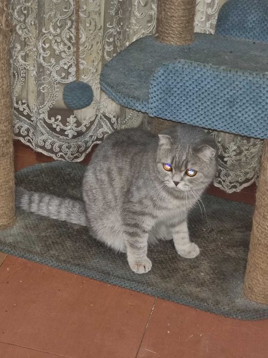 Вислоухий мальчик окрас голубое золото