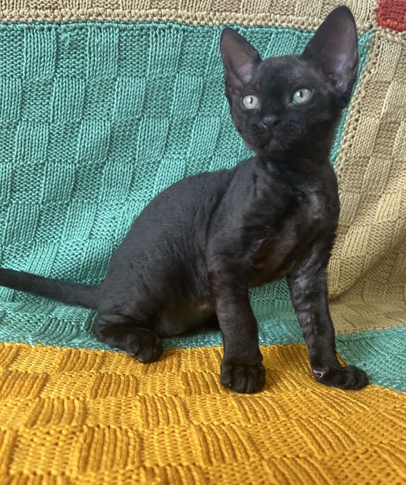 Дівчинка Девон Рекс/Devon Rex