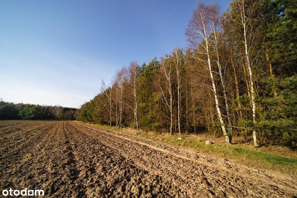 Nowe działki przy lesie 12 min od centrum Słupska - Widok 6