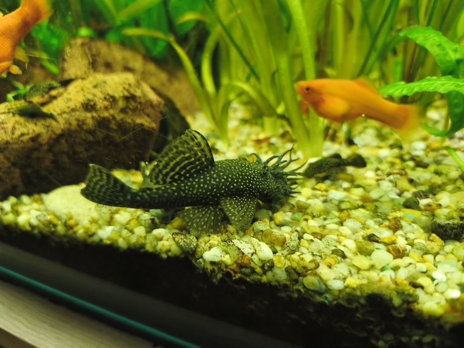 Sprzedam Glonojad  samiec długość około 8-10 cm