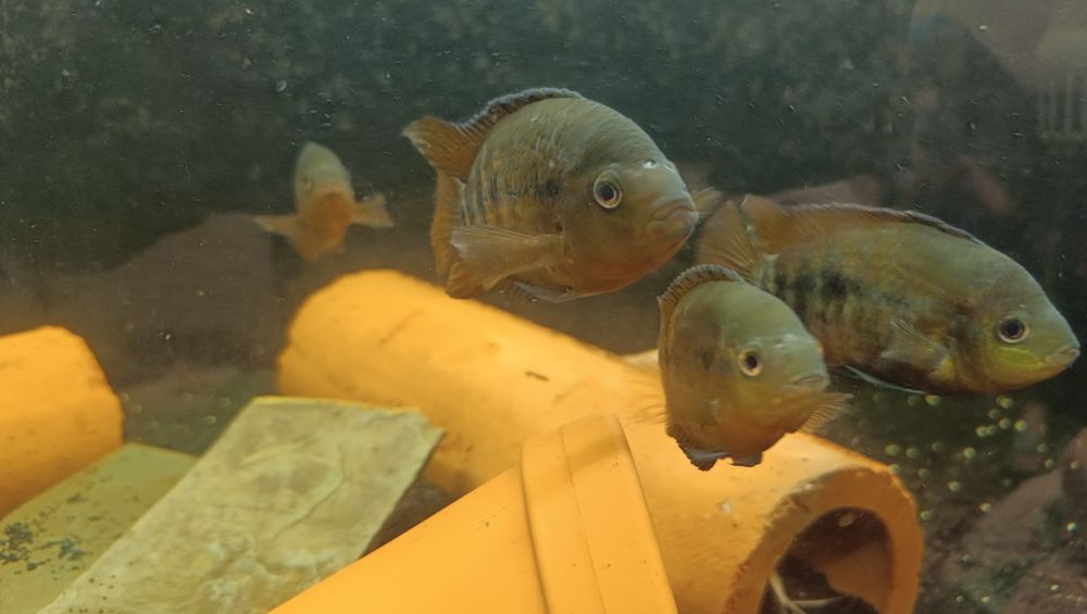 Pielęgnice miodowe 5 sztuk