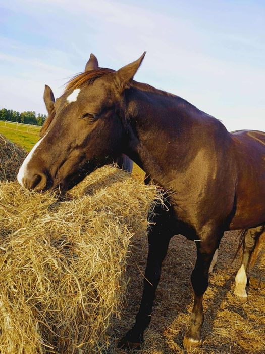 Piękna klacz na sprzedaż