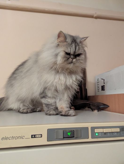 Kocurek perski pers persy kocięta perskie kot koty