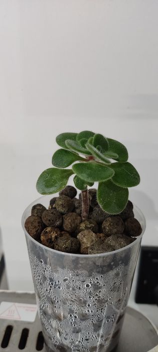 Aichryson laxum drzewko miłości sukulent drzewko bonsai