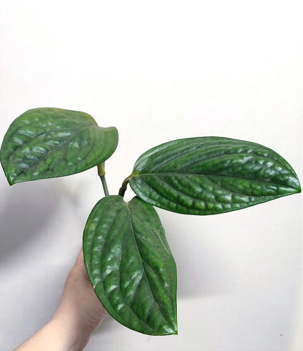 Сциндапсуси, Епіпремнуми Піктус, Требі, Марбл, Неон, Н Джой, Хеппі ліф