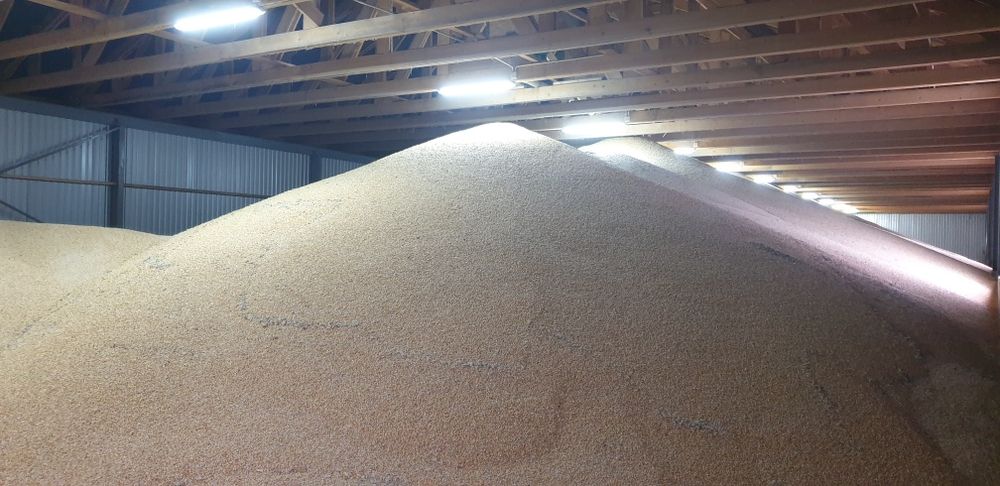 Kukurydza sucha 2025