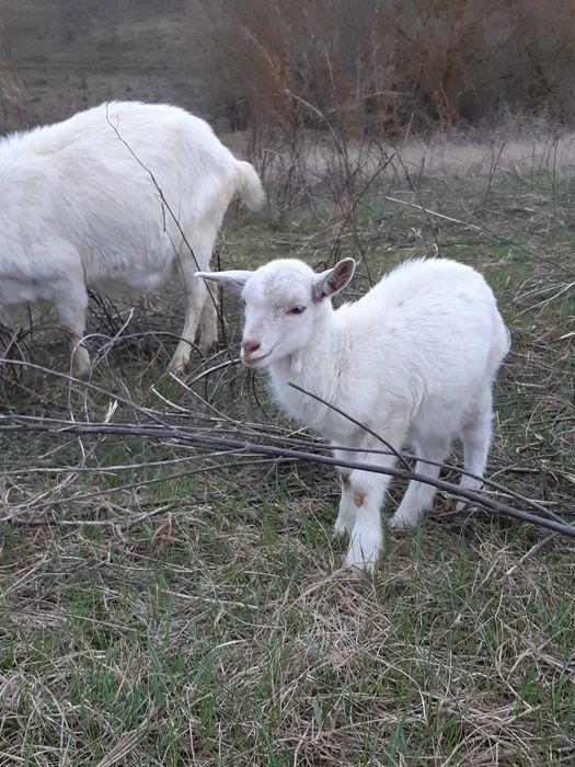 Продам: дійні кози і козенята
