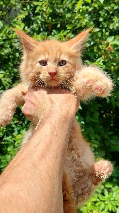Котята мейнкуны кошечки и котики