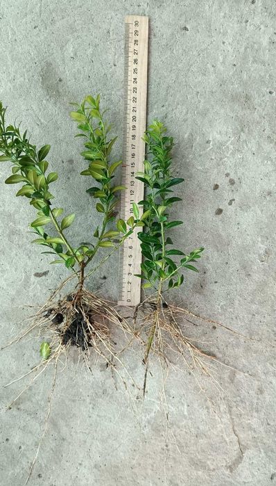 Саджанці Самшиту