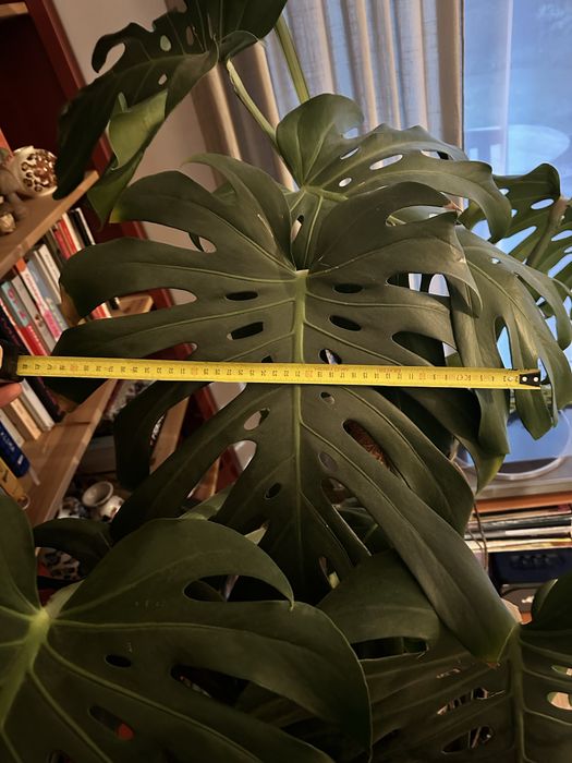 Monstera deliciosa