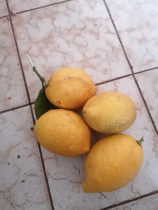 Limões de produção caseira.
