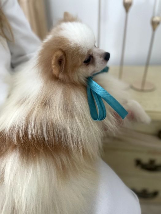 Померанські шпіци — Маленькі моделі для обіймів