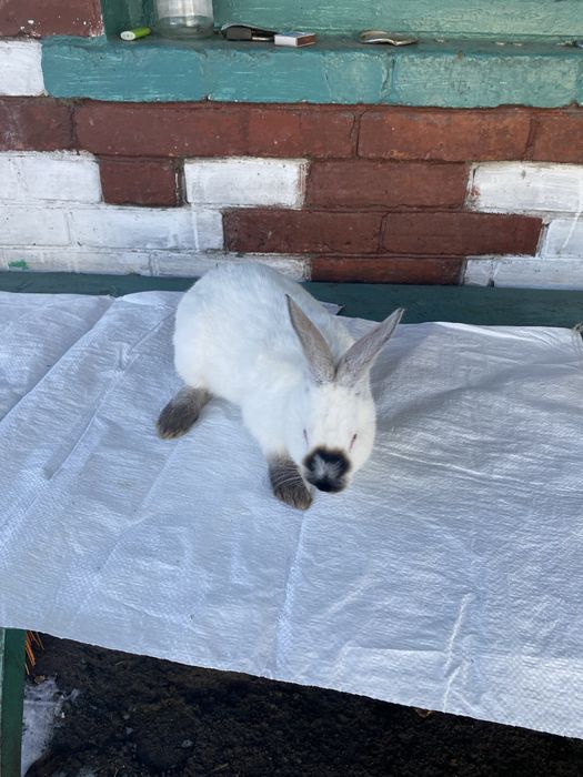 Кролики Калифорния