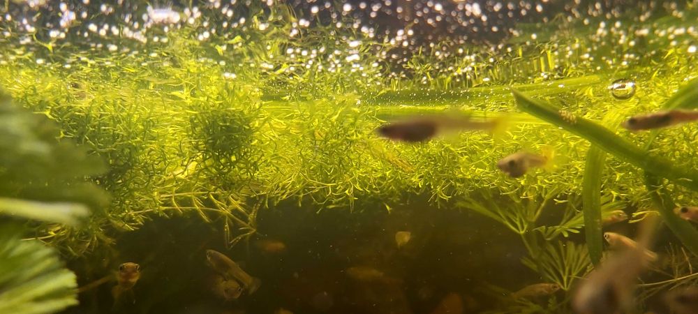 Wgłębka - cena za 5 cm kwadratowych