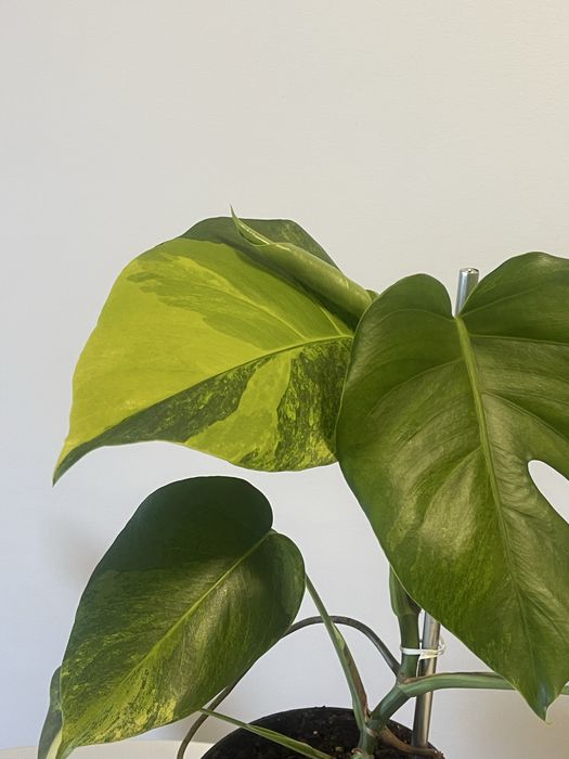 Planta Monstera. Aurea variagata