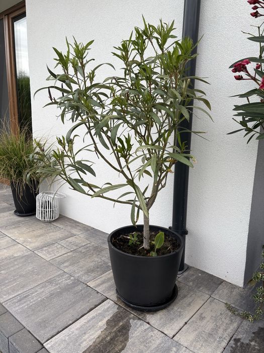 Oleander oleandry