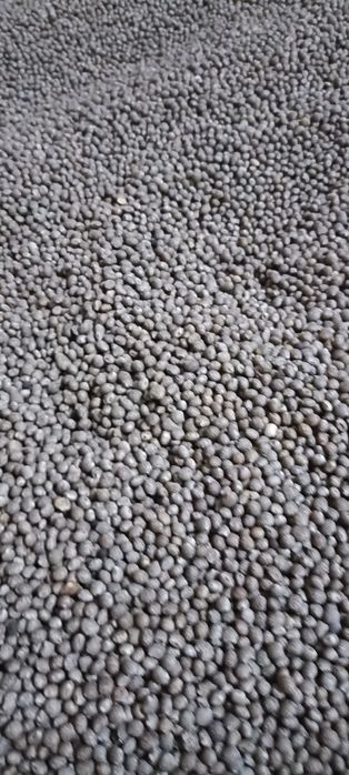 Łubin gorzki czyszczony