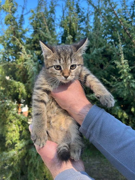 Маленькі муркотики шукають дім