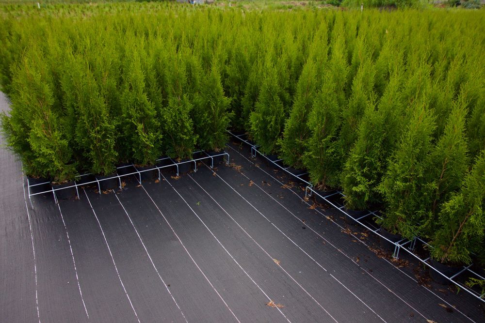 Tuja Thuja Szmaragd 100cm  Wysyłka - Sadzenie Gratis !!!