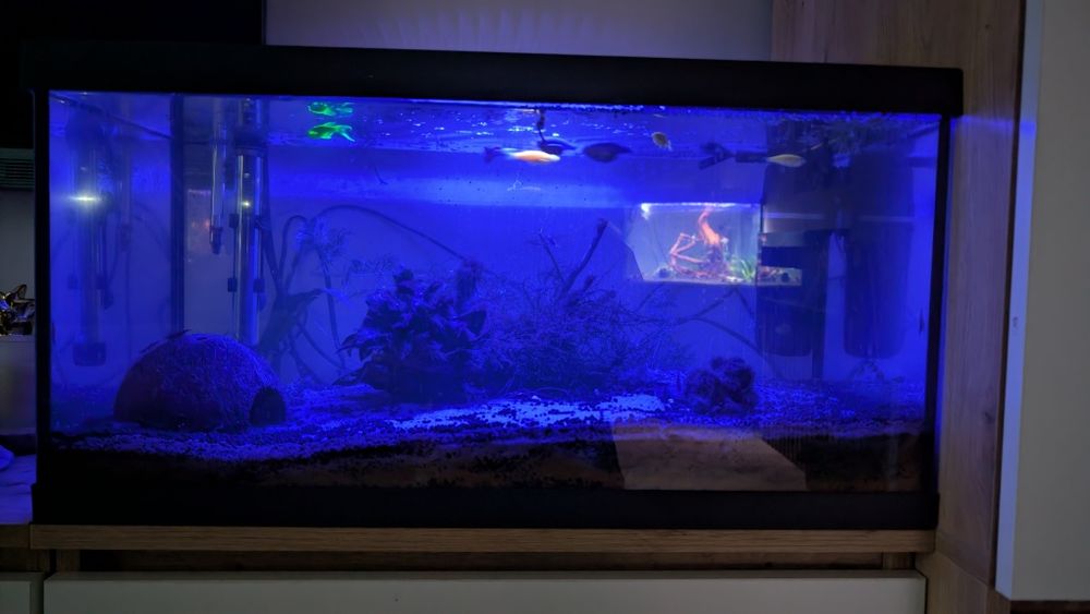 Akwarium z rybami,roslinki i akcesoria