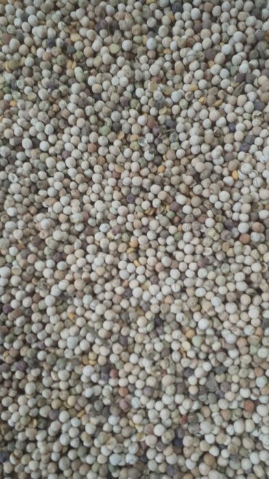 Groch, peluszka zbiór 2025 (poplon, substytut soi, tanie białko)