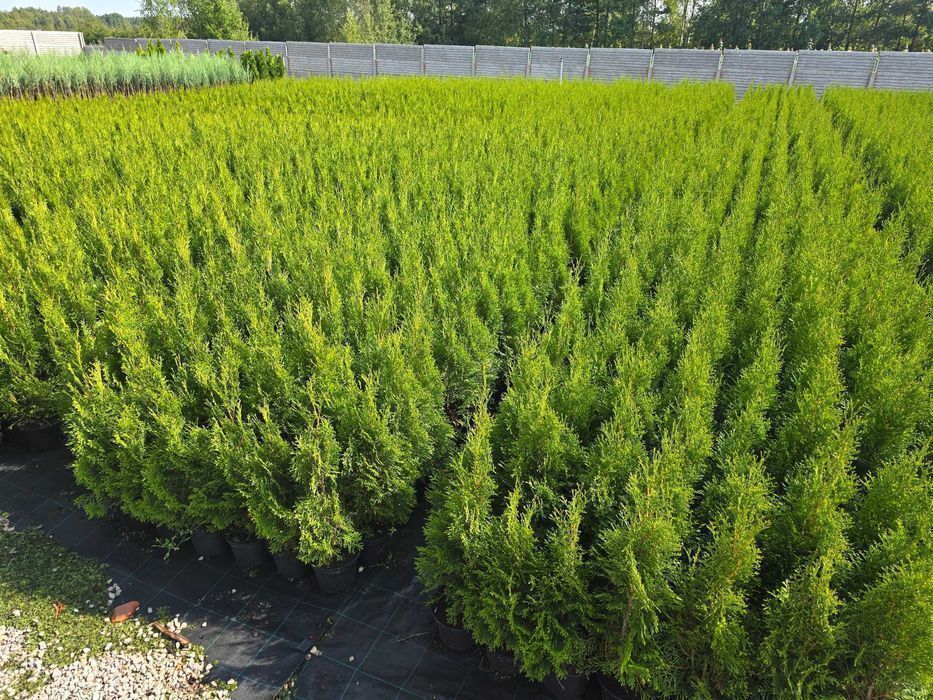 Piękna Tuja Thuja Szmaragd 50cm duża donica 2L Usługa sadzenia