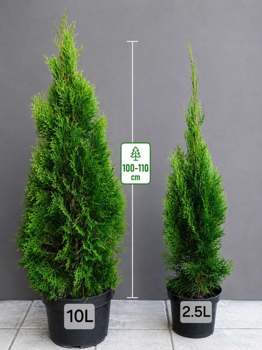 THUJA SZMARAGD 110-120 cm | Doniczka 10L | Producent