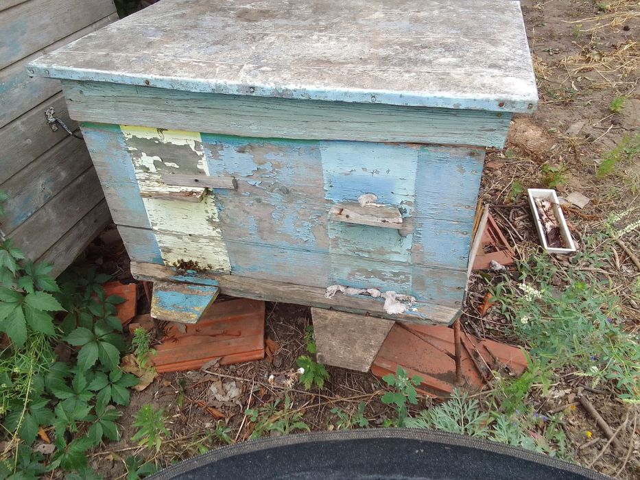 Продам бджоли з вуликом