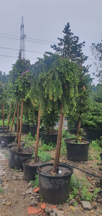 Ель европейская инверса