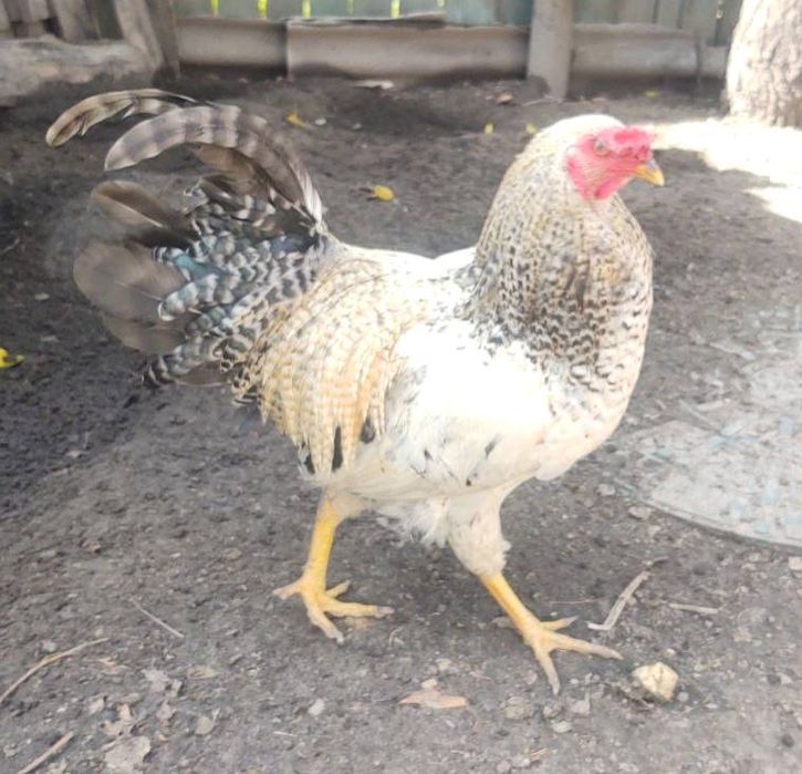 Півень Амероукана блакитні яйця