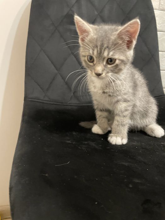 Три котика шукає домівку