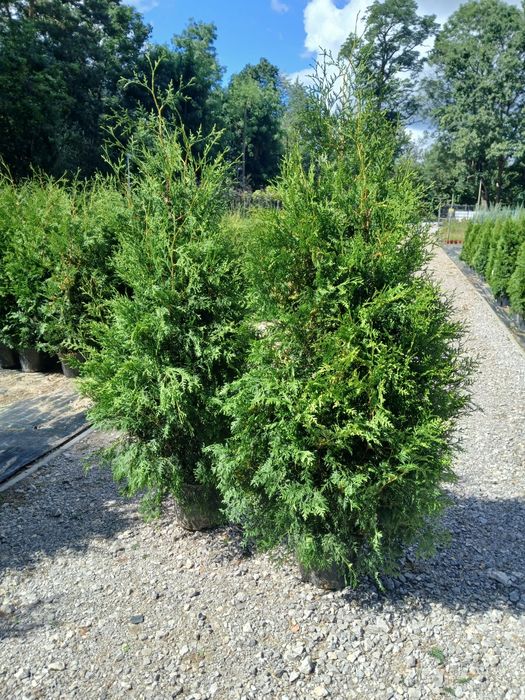 Tuja Brabant wys 200 cm cena 60 zł  Sadzimy,Wozimy