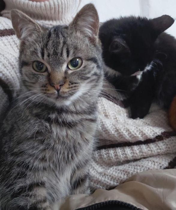 Лагідний Борька шукає родину