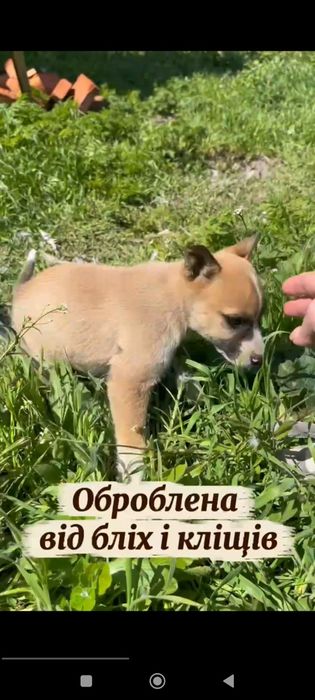 Маленькая девочка ищет дом