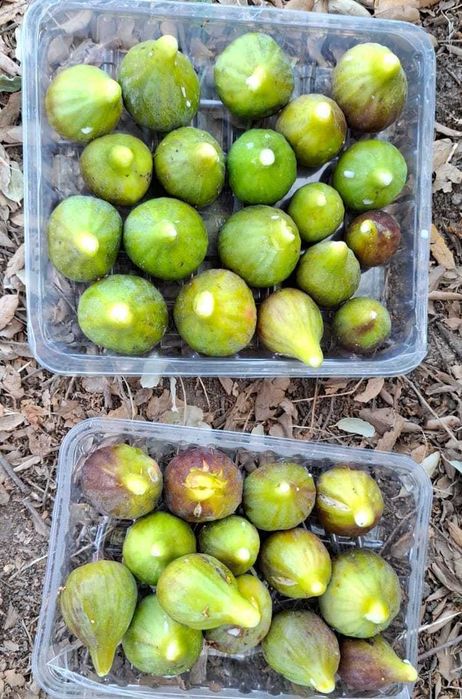 Produtos agrícolas biológicos - 1€ kilo - Santarém - Vale de Figueira