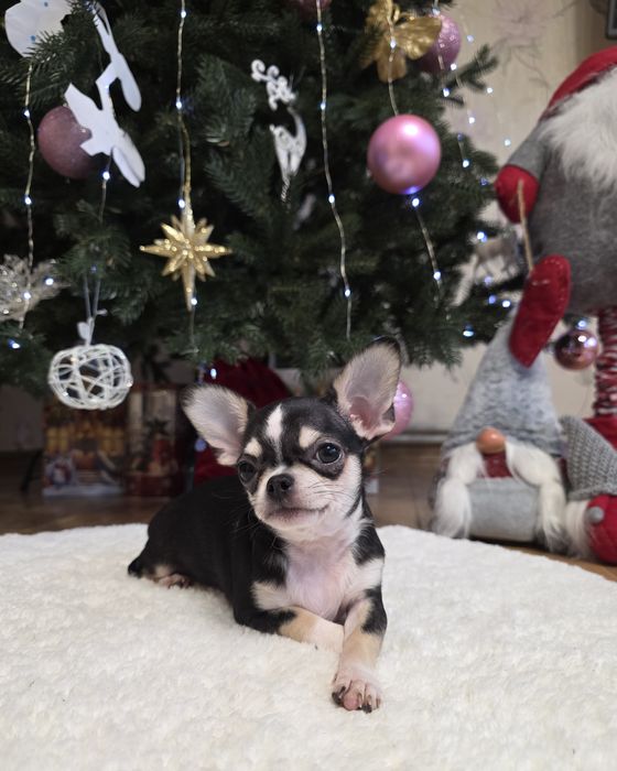 Фантастичні красунчики міні чихуахуа.