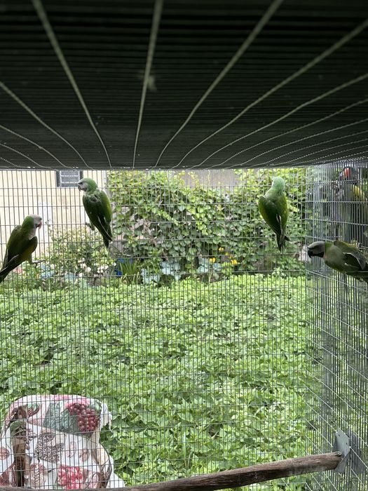 Varias aves para venda