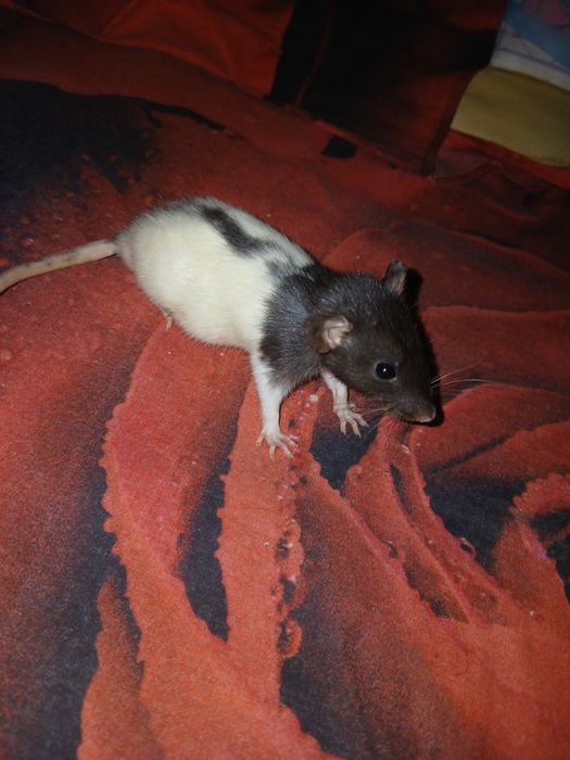 крысы, щури Дамбо, 2 місяць